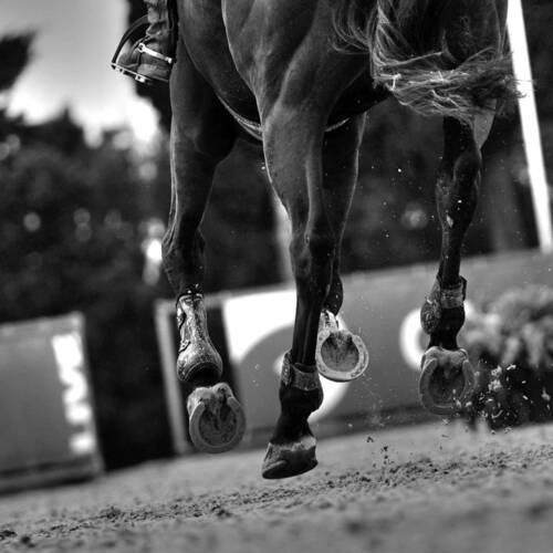 FEI Veterinary Epidemiology Working Group update