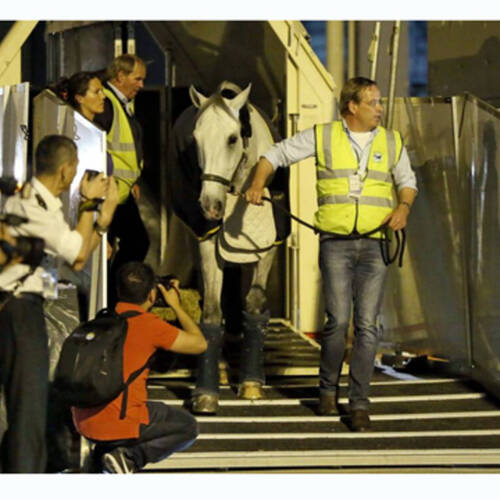 Elite horses fly into China making history