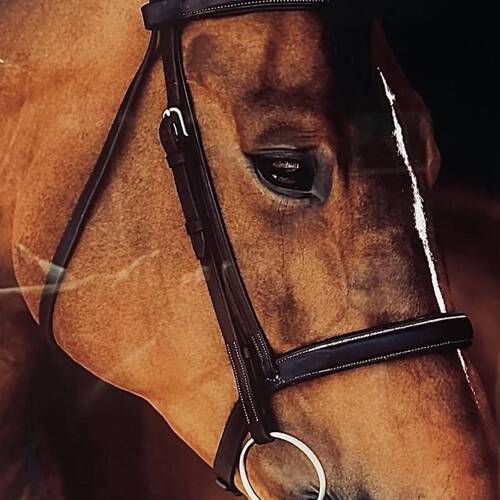 HH Azur retired from competitions