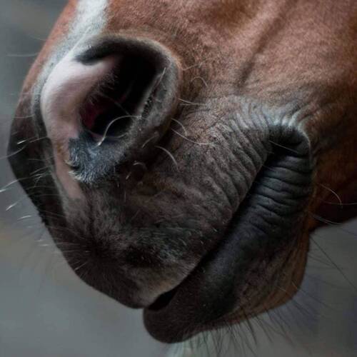 EQUINE HERPES VIRUS (EHV-1) - NEUROLOGICAL FORM: UPDATE FROM FEI - 25/26/27/28 MARCH