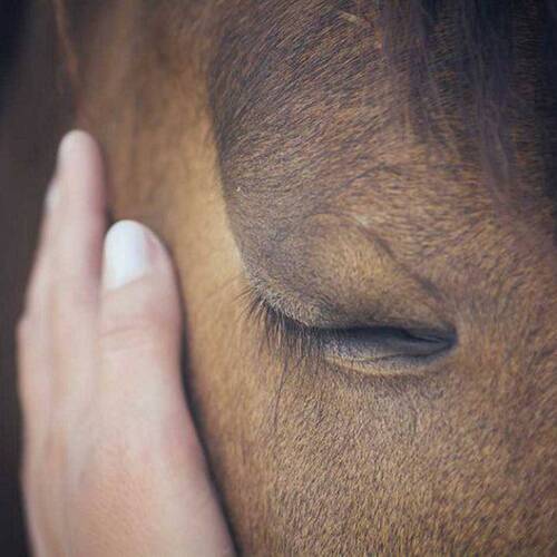 Rethinking “Fitness to Compete”: inside the FEI’s Veterinary Rule Changes