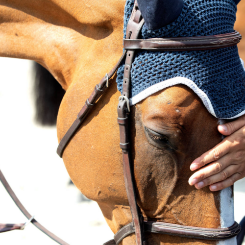 Update on confirmed EHV-1 cases in Mainland Europe