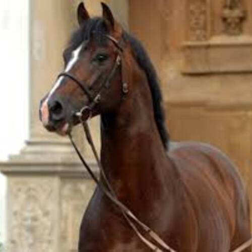 Casall ASK will not compete at the Europeans in Aachen