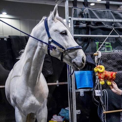 Colestus secured for Ludger Beerbaum.