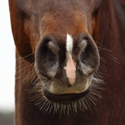 EQUINE HERPES VIRUS (EHV-1) - NEUROLOGICAL FORM: UPDATES FROM FEI 14th March