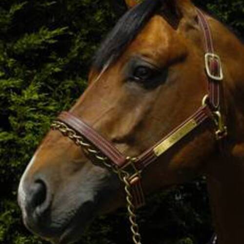 Legendary Arko III passes away at the age of 27