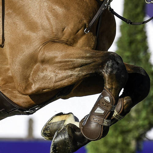  FEI RULES & REGULATIONS 