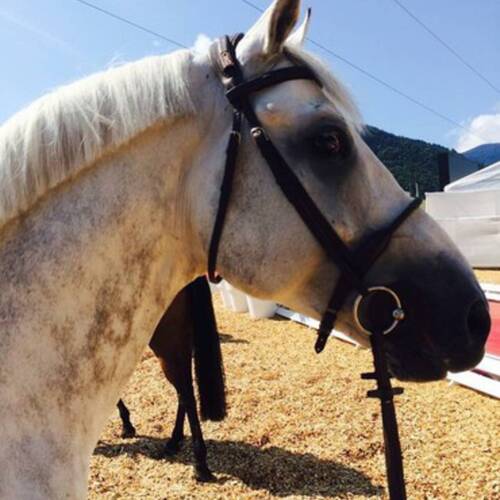 Bertram Allen has a new horse