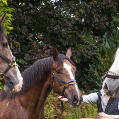 Family McCann presents two Cruising clones