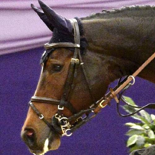 Top British showjumper put down