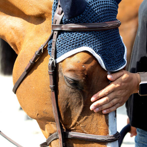Horse Condition Task Force makes positive start with strong commitment to harmonised approach