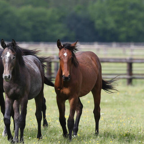 FEI Board pledges CHF 1 million to deliver new Equine Welfare Strategy Action Plan