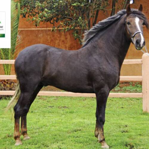 The Moroccan Barb Horse in the spotlight