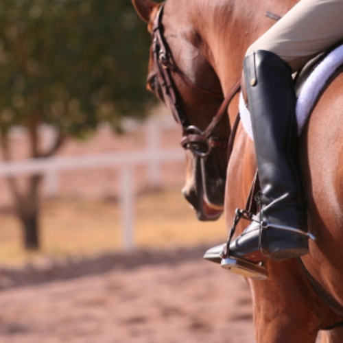 REMIND! FEI enhances horse traceability in EHV-1 Return To Competition measures