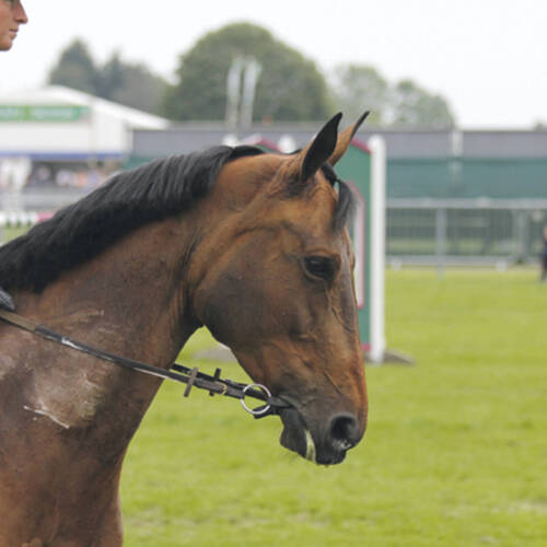 Who needs a bridle anyway? Check out the bridleless leather bit