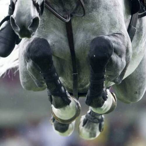 FEI Veterinary Epidemiology Working Group held the fifth of its weekly meetings