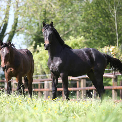 For the well-being of the horse, Latin equitation from the Renaissance to tomorrow