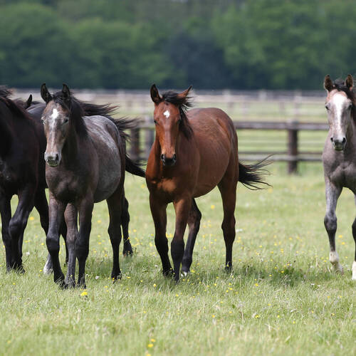 FEI sets up multi-discipline Task Force to review horse welfare protocols across the sport