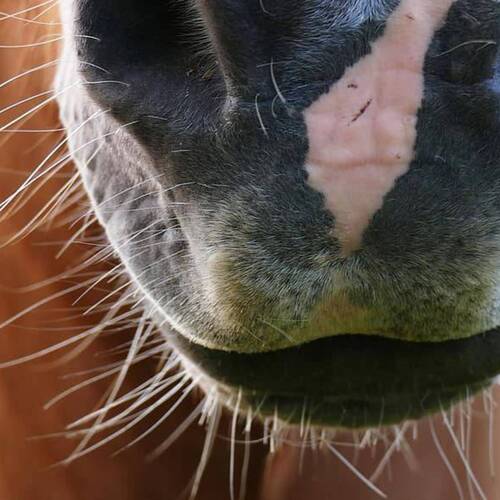 EQUINE HERPES VIRUS (EHV-1) - NEUROLOGICAL FORM: UPDATE FROM FEI - 22/23/24 MARCH