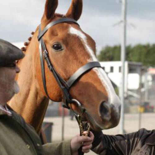 ABOUT MOST EXPENSIVE HORSES EVER SOLD