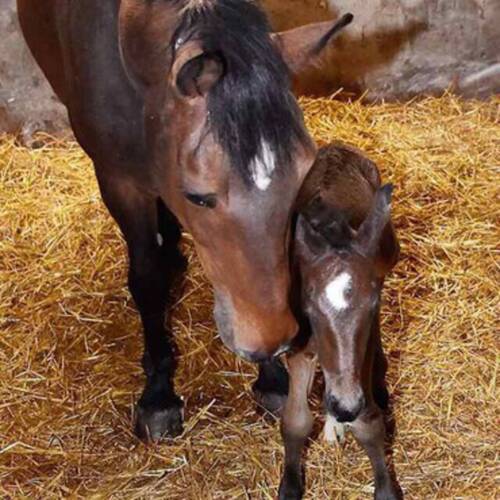 A foal for Noltes Küchengirl