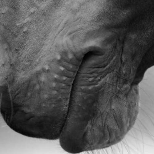 Equine Herpes Virus (EHV-1) - neurological form: updates from FEI