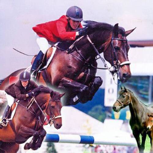 Stella, Meredith top horse, passed away