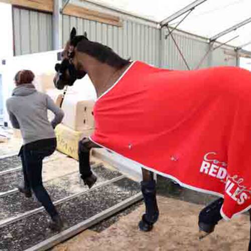 Hello Sanctos’ journey to Spruce Meadows