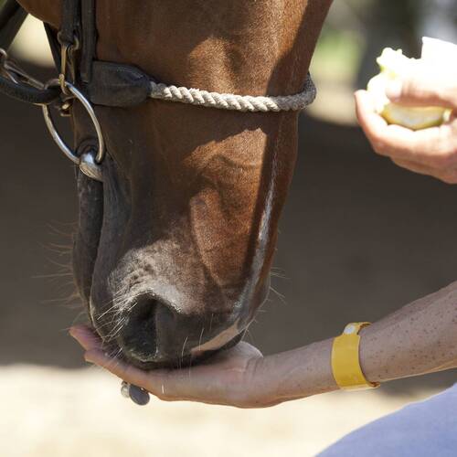 FEI Warning regarding synephrine