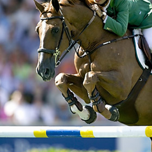 Baloubet du Rouet's birthday was celebrated in Lyon on Sunday evening !