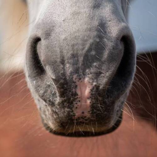 Equine Herpes Virus Factsheet