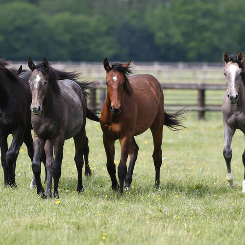 FEI ETHICS COMMISSION: IJRC IDEAS AND SUGGESTIONS FOR THE ACTION PLAN