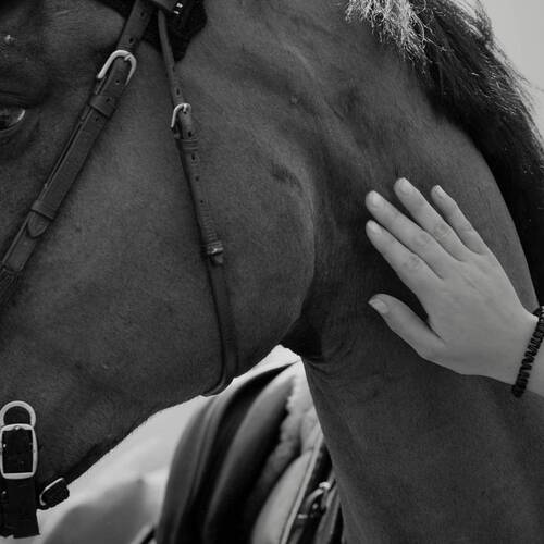 Equine Herpes Virus (EHV-1) - neurological form: update from FEI 15th -16th March