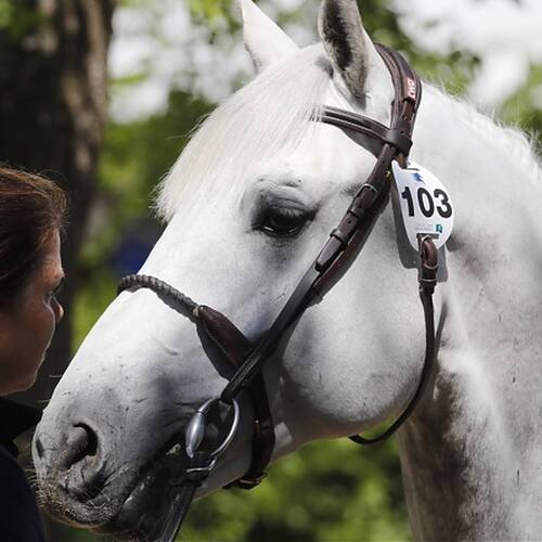 Latest news from LGCT Cannes