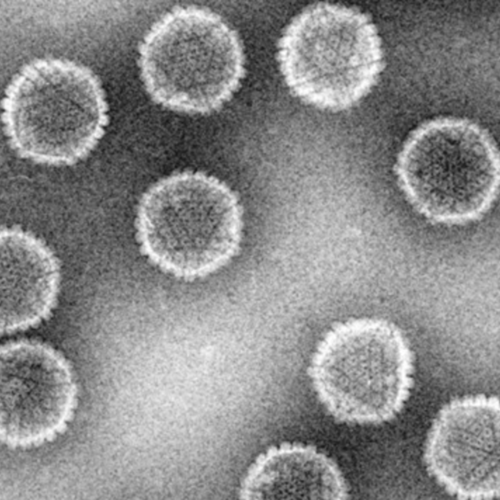  Equine Herpes Virus (EHV-1 – neurological form) – Valencia (ESP)