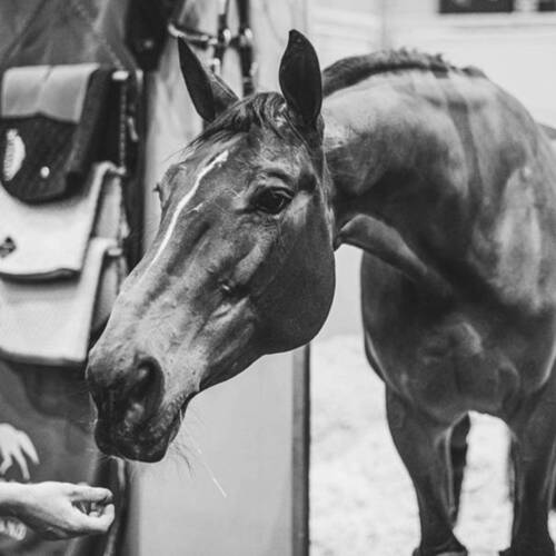 Azur HH ? A true Queen!