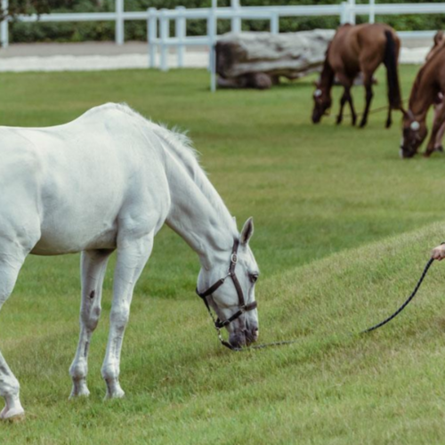 DISCOVER THE NEW Grooms Toolkit