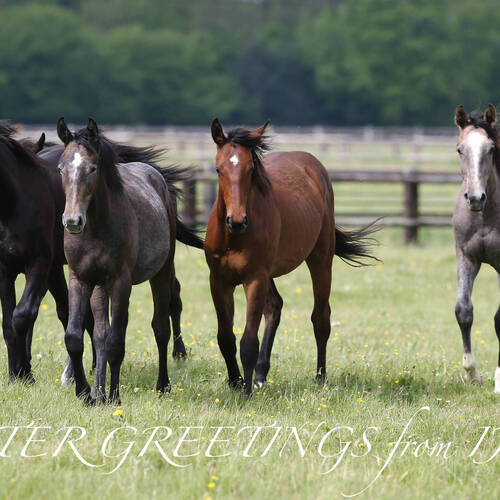 EASTER GREETINGS FROM THE INTERNATIONAL JUMPING RIDERS CLUB