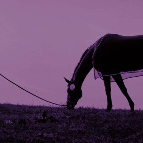 Be a Guardian: A fundamental reframing of equestrian care