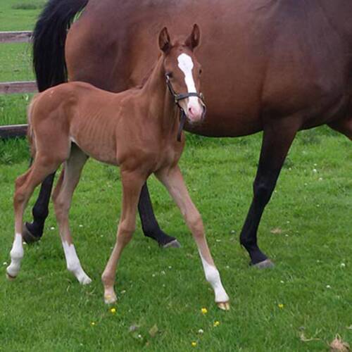 Clone of Cruising sires first foal