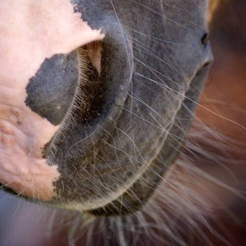 EQUINE HERPES VIRUS (EHV-1) - NEUROLOGICAL FORM: UPDATE FROM FEI 17TH -18TH - 19TH MARCH