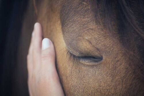 Rethinking “Fitness to Compete”: inside the FEI’s Veterinary Rule Changes