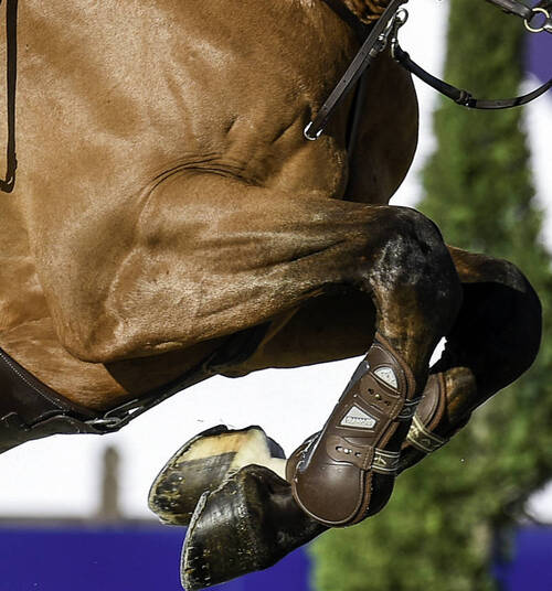 FEI Board approves Return To Competition By-Laws