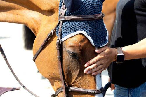 Horse Condition Task Force makes positive start with strong commitment to harmonised approach