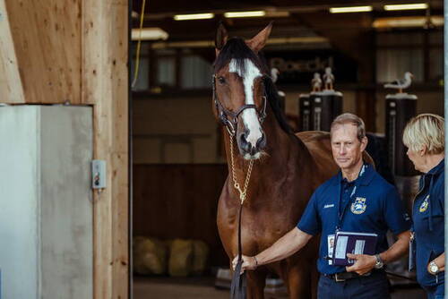 Sweden’s Rolf-Goran Bengtsson and Ermindo W waiting to take their turn at today’s horse inspection at the FEI Jumping European Championships 2021 in Riesenbeck, Germany. (FEI/Christoph Taniere)