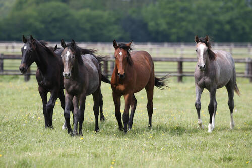 Horses