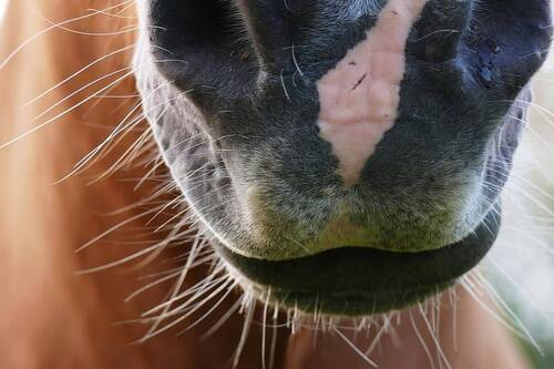 EQUINE HERPES VIRUS (EHV-1) - NEUROLOGICAL FORM: UPDATE FROM FEI 