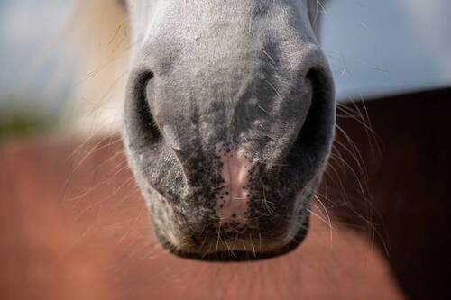 Equine Herpes Virus Factsheet