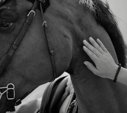 Equine Herpes Virus (EHV-1) - neurological form